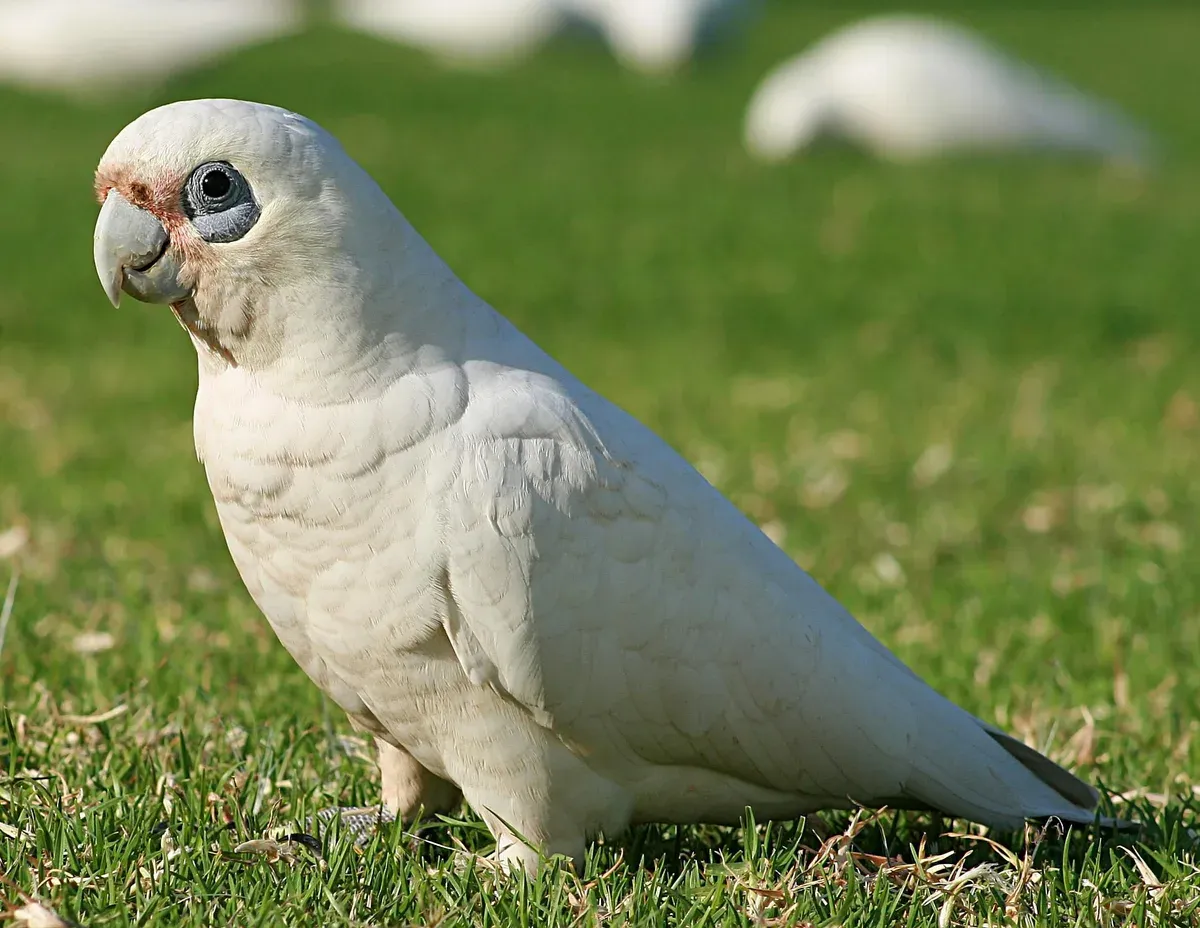 Loro Cacatúa de Ojos Desnudos (Cacatua sanguinea)