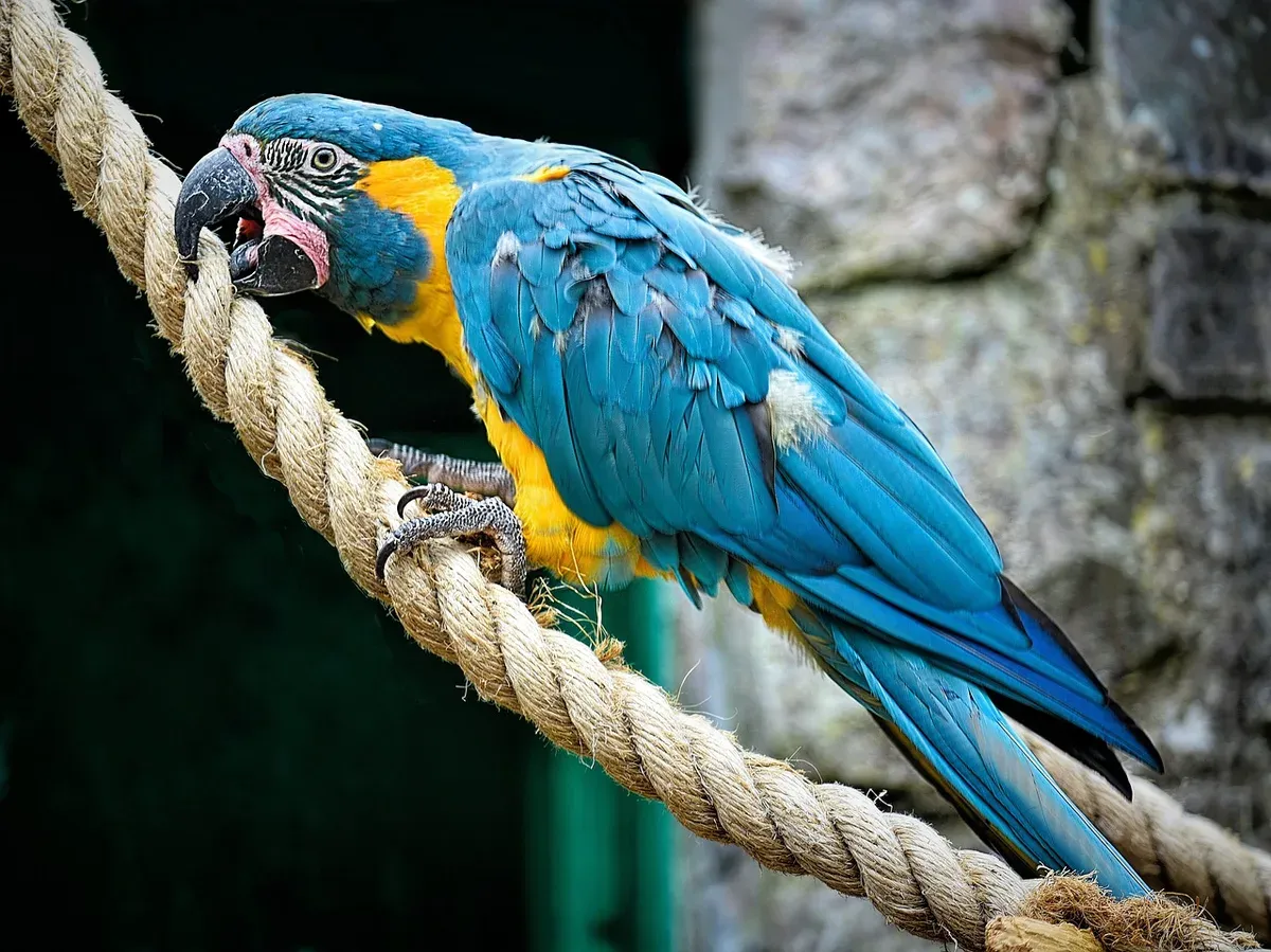 Blue-Throated Macaw parrot - A critically endangered macaw that is often mistaken for the Blue and Gold. They have a brilliant tu...
