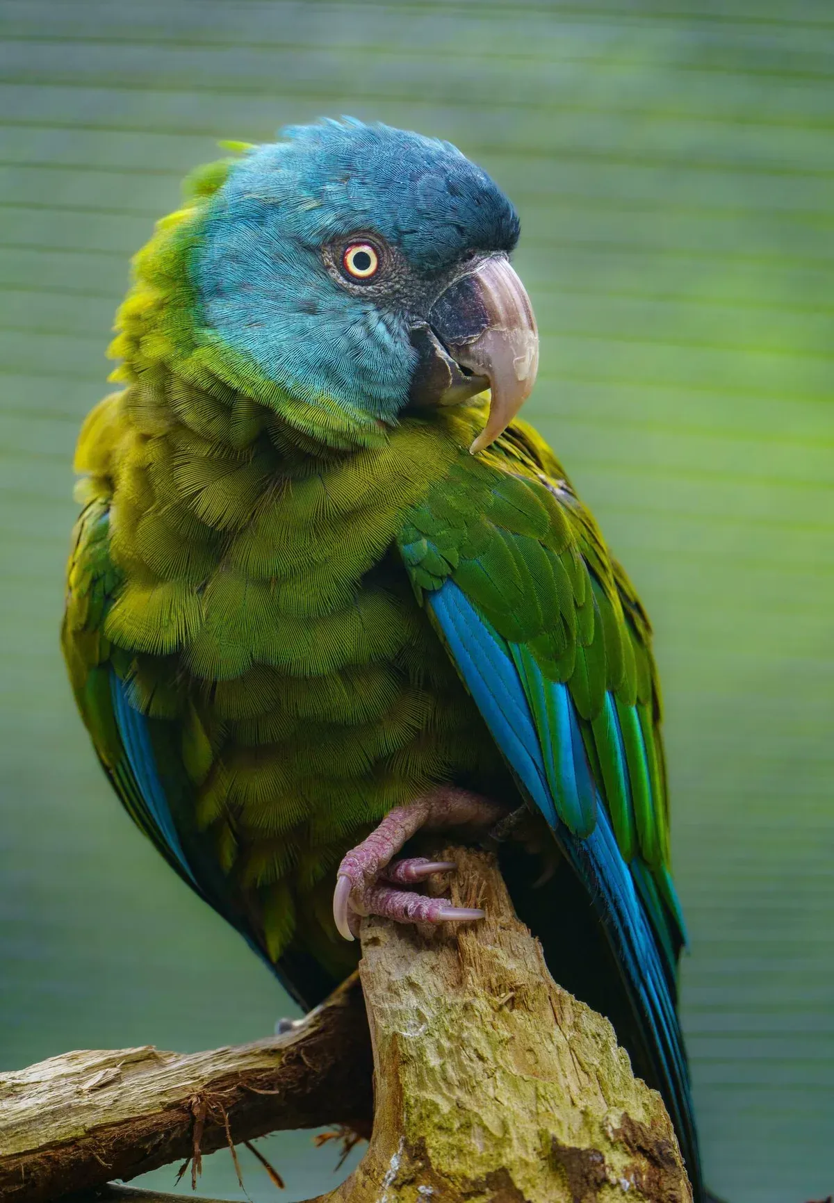 Blue-Headed Macaw