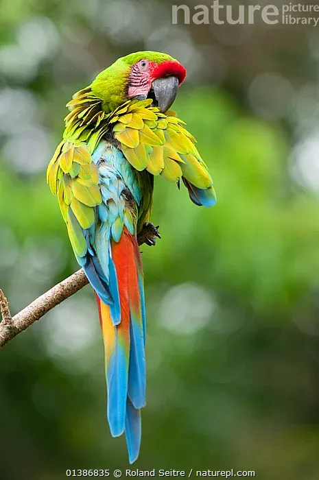 Buffon's Macaw