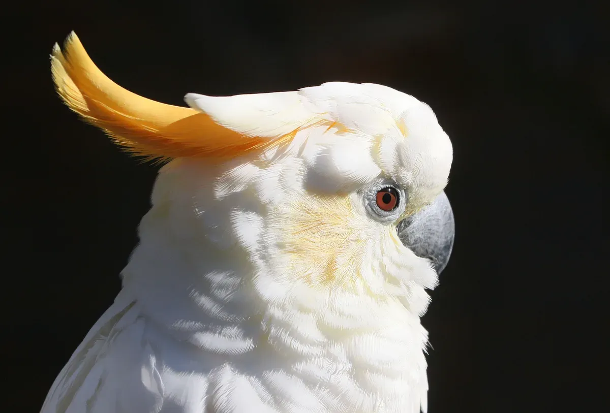 Loro Cacatúa de Cresta Naranja (Cacatua sulphurea citrinocristata)
