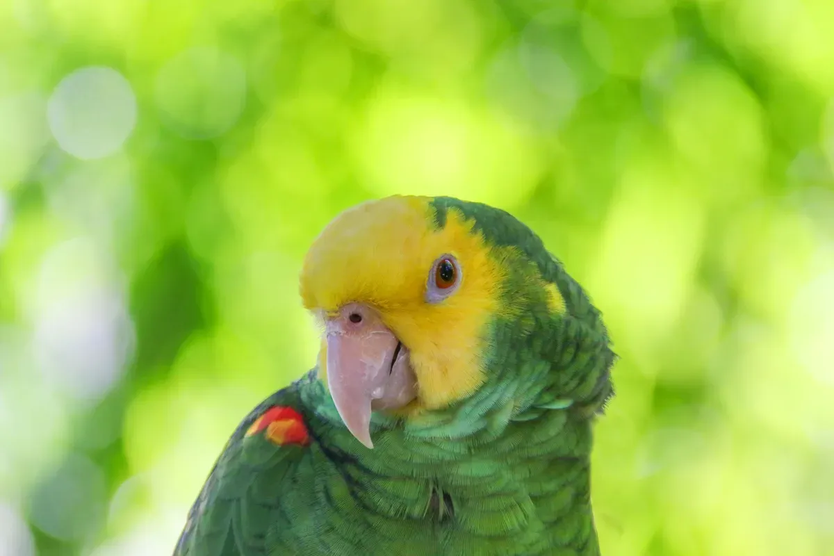 Double Yellow-headed Amazon parrot from Central & South America - 15-17 inches (38-43 cm). Weight: 480-600g (17-21 oz)