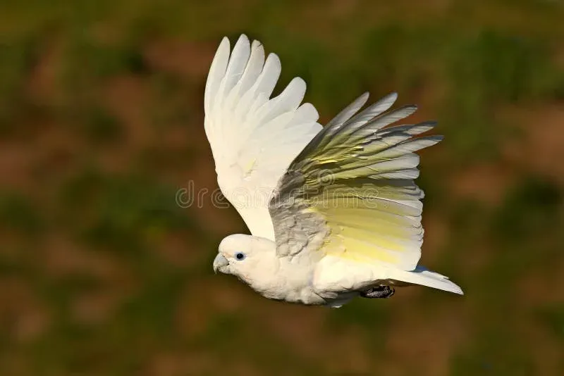 Loro Cacatúa de las Salomón (Cacatua ducorpsii) de Australia y Oceanía