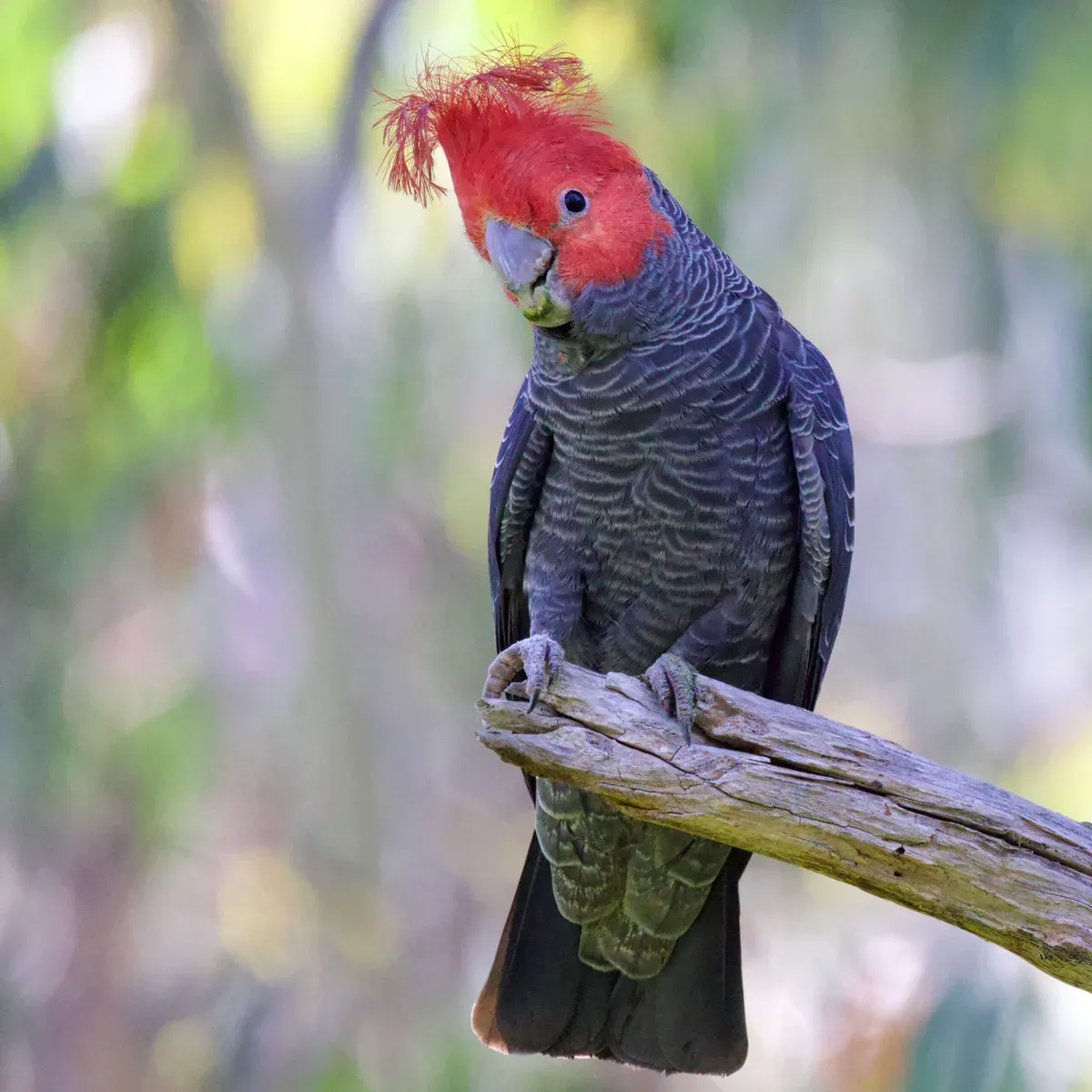 Loro Cacatúa Gang-gang (Callocephalon fimbriatum)