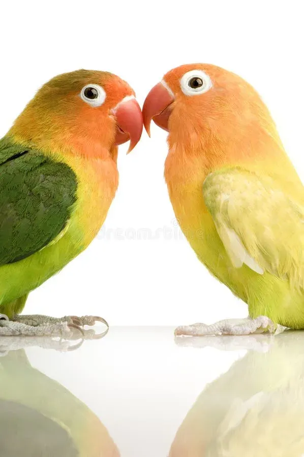 Peach-faced Lovebird parrot from Africa - 6 inches (15 cm). Weight: 50-60g (1.8-2.1 oz)