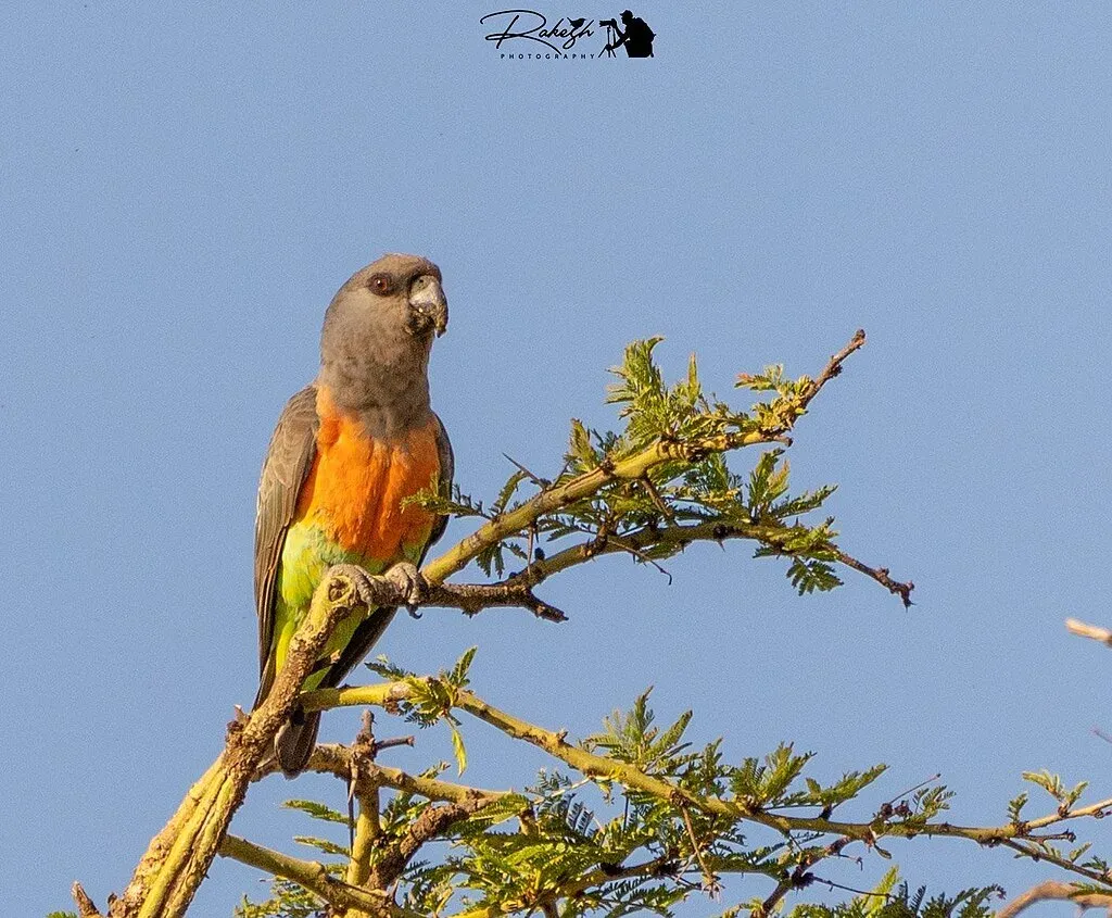 Red-bellied Parrot parrot from Africa - 9 inches (23 cm). Weight: 115-130g (4-4.6 oz)